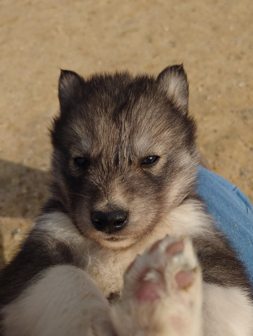 Siberian Husky - Of watson lake