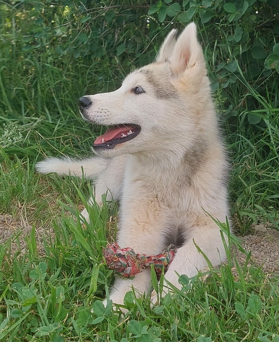 Femelle grise 1 yeux particolor