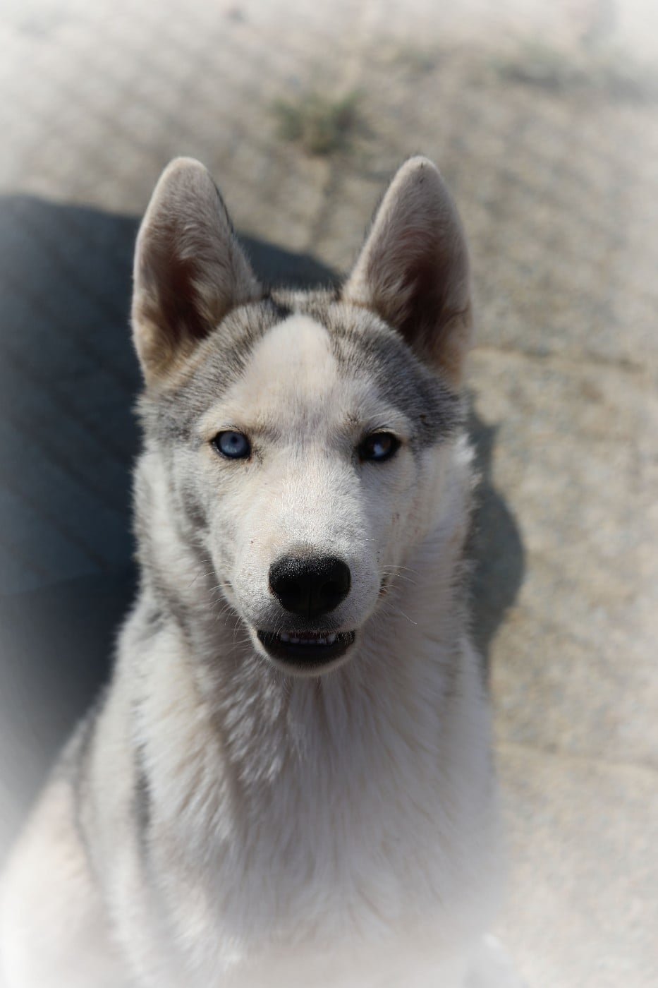 Bambou Mâle gris 1 yeux particolor