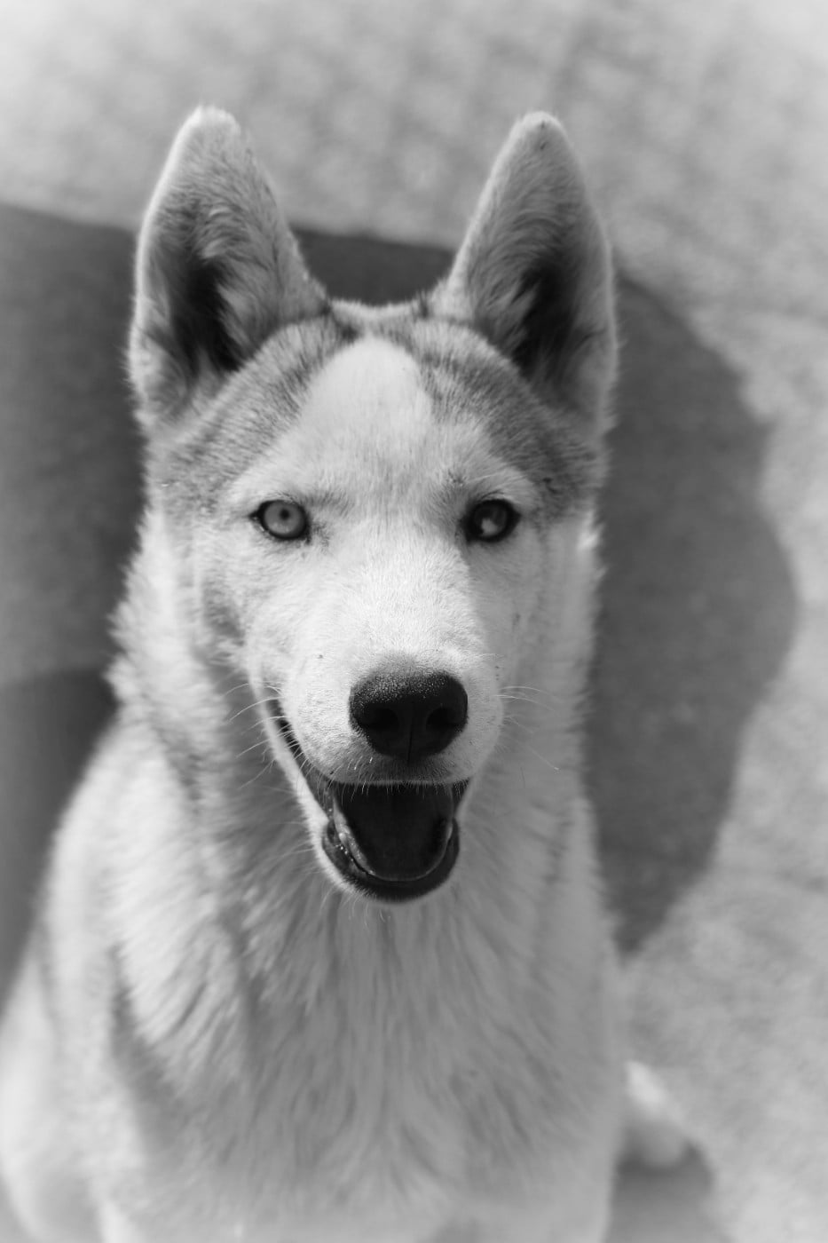 Bambou Mâle gris 1 yeux particolor