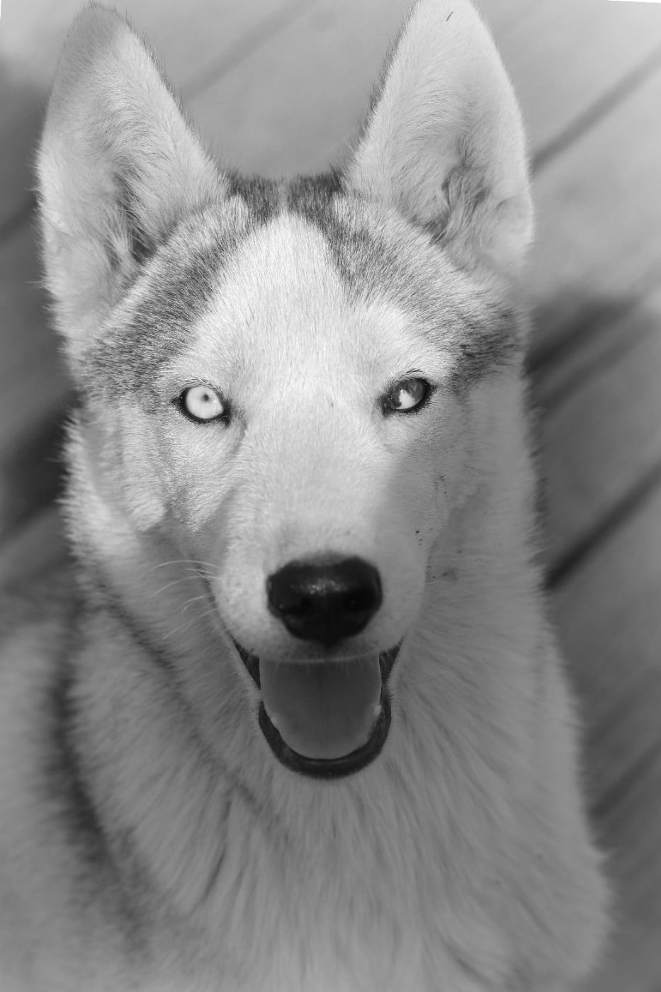 Bambou Mâle gris 1 yeux particolor