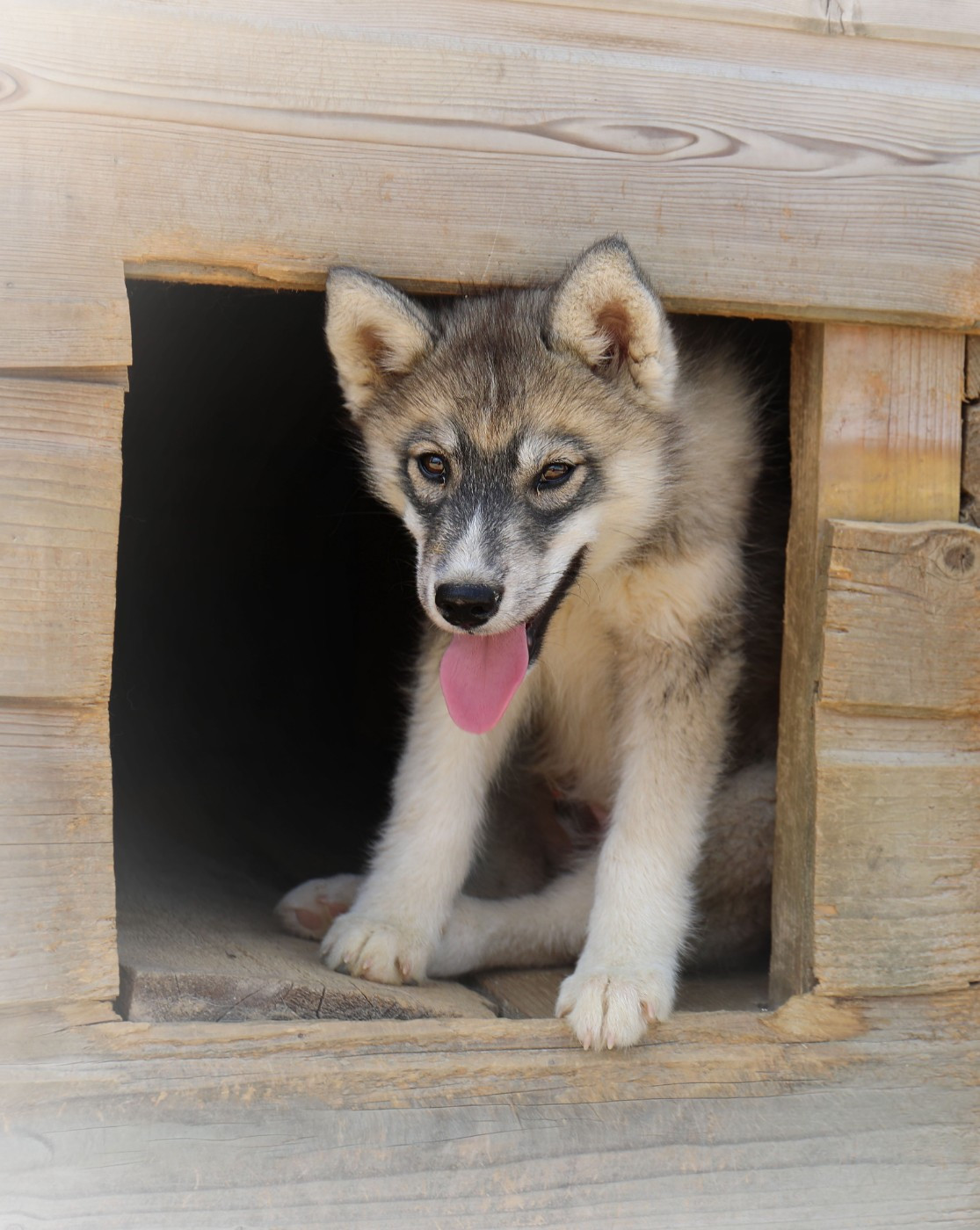 Siberian Husky - Of watson lake