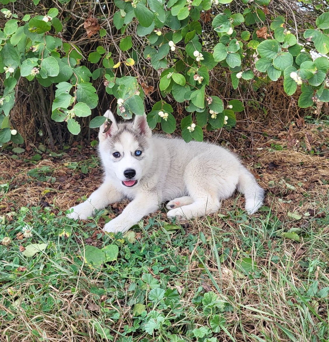 Siberian Husky - Of watson lake