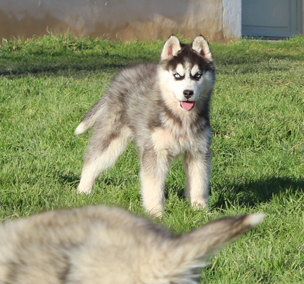 Mâle noir et blanc 1