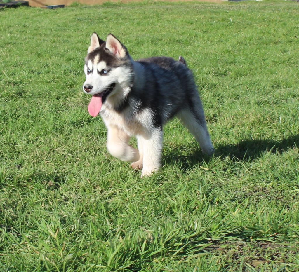 Mâle noir et blanc 2