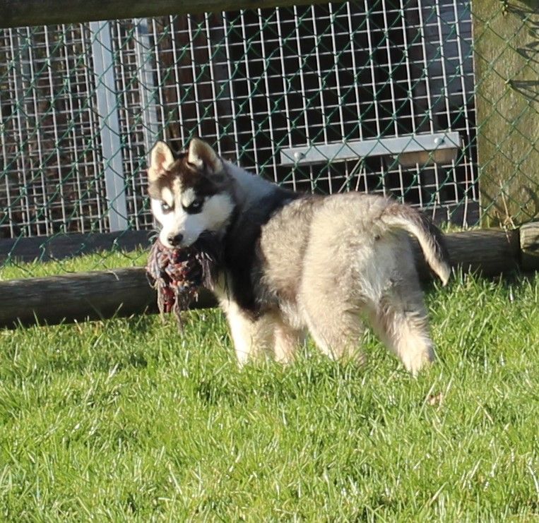 Mâle noir et blanc 2