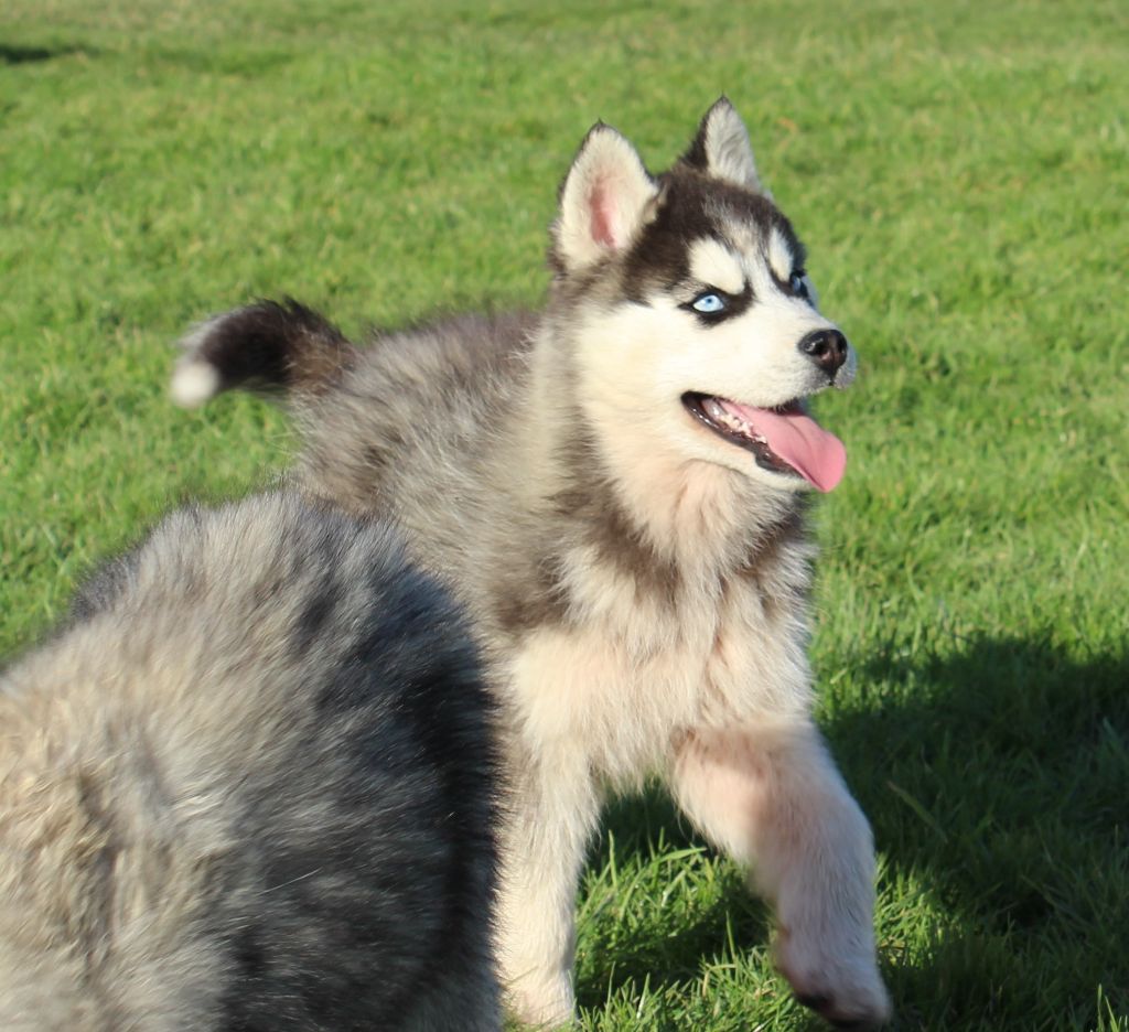 Mâle noir et blanc 1