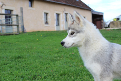 Les chiots de Siberian Husky