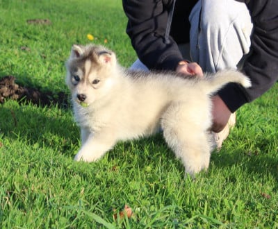 Les chiots de Siberian Husky