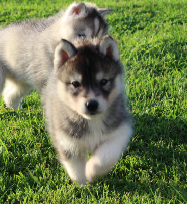 Les chiots de Siberian Husky