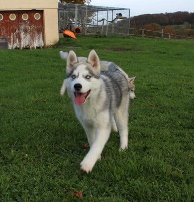 Les chiots de Siberian Husky