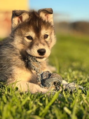 Les chiots de Siberian Husky