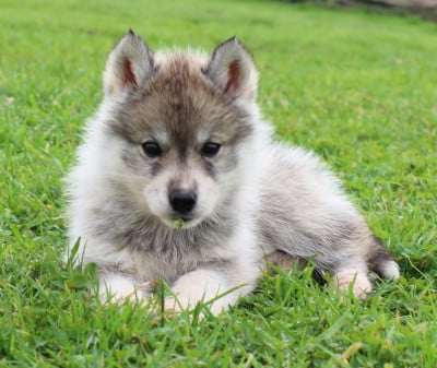 Femelle gris loup - Siberian Husky