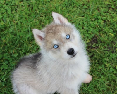 Siberian Husky