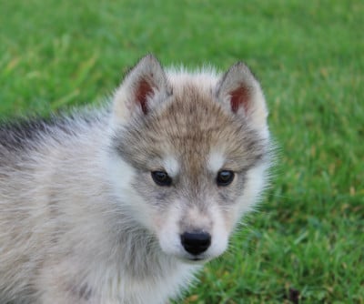 Mâle gris loup yeux marrons - Siberian Husky