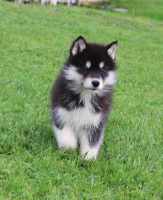 Mâle noir 1 - Siberian Husky
