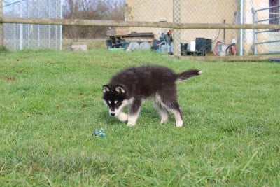 Les chiots de Siberian Husky