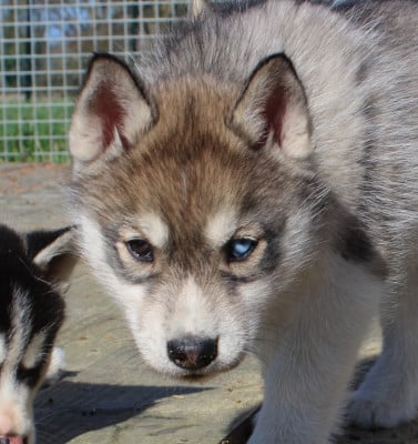 Les chiots de Siberian Husky
