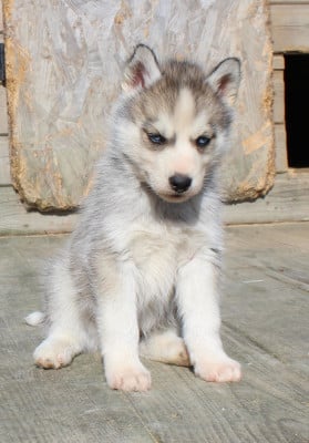 Les chiots de Siberian Husky