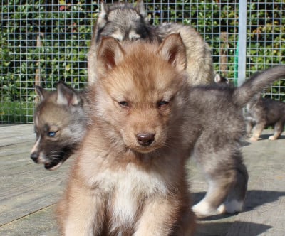 Les chiots de Siberian Husky