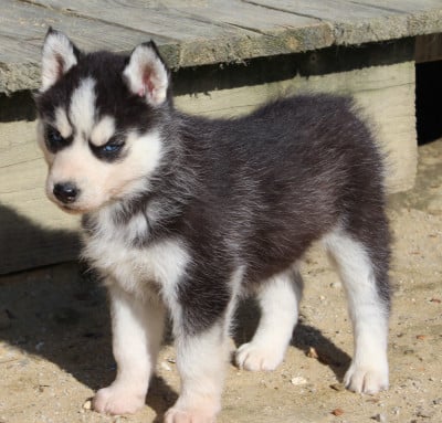 Les chiots de Siberian Husky