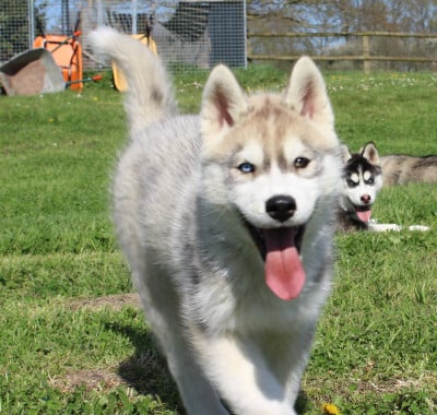 Les chiots de Siberian Husky