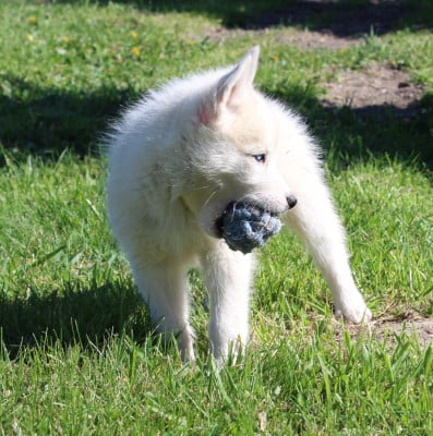 Les chiots de Siberian Husky