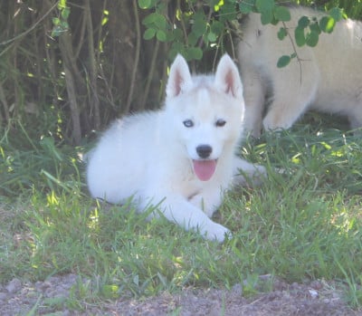 Les chiots de Siberian Husky