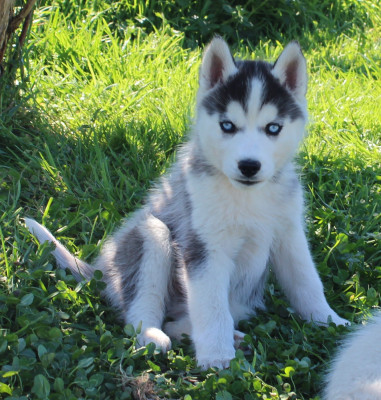 Les chiots de Siberian Husky