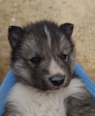Les chiots de Siberian Husky