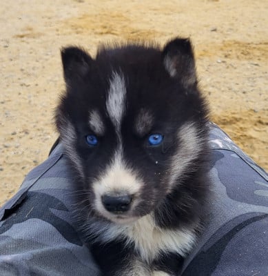 Les chiots de Siberian Husky