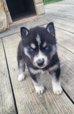 Les chiots de Siberian Husky