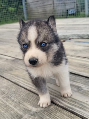 Les chiots de Siberian Husky