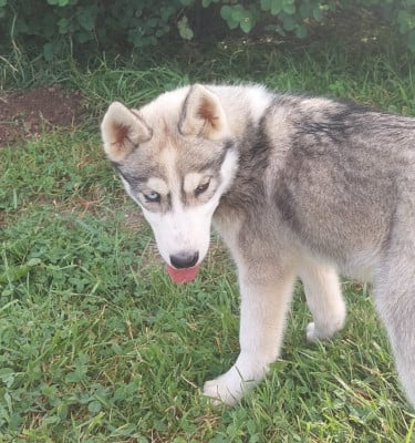 Les chiots de Siberian Husky