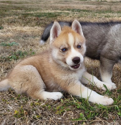 Les chiots de Siberian Husky