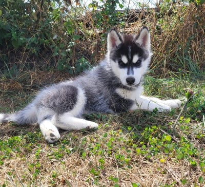 Les chiots de Siberian Husky