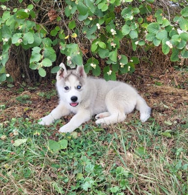 Les chiots de Siberian Husky