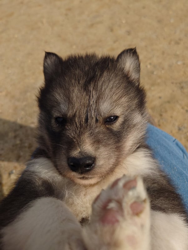 Siberian Husky - Of watson lake