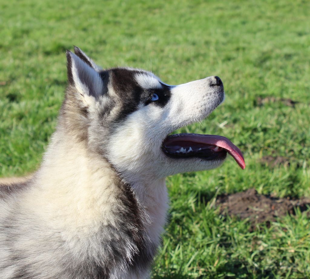 Mâle noir et blanc 2