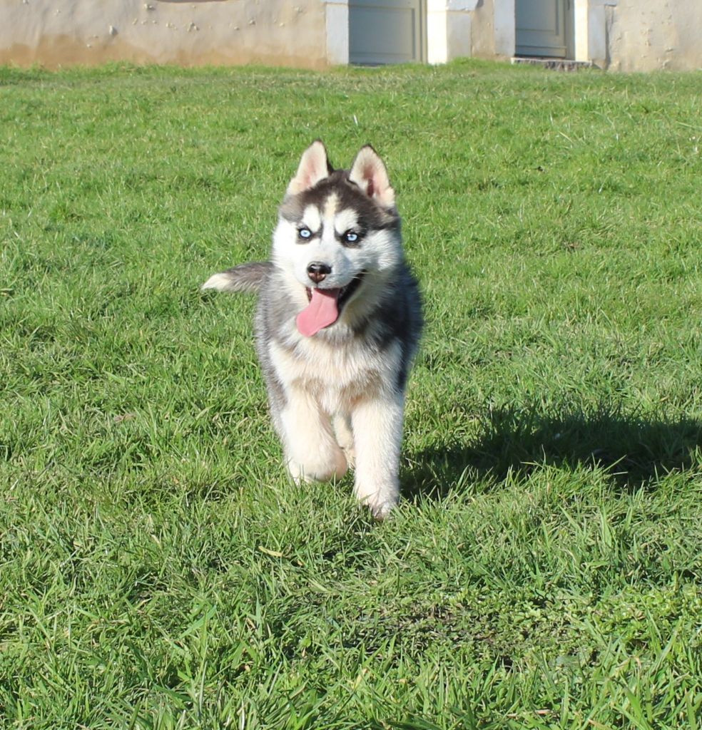 Mâle noir et blanc 2