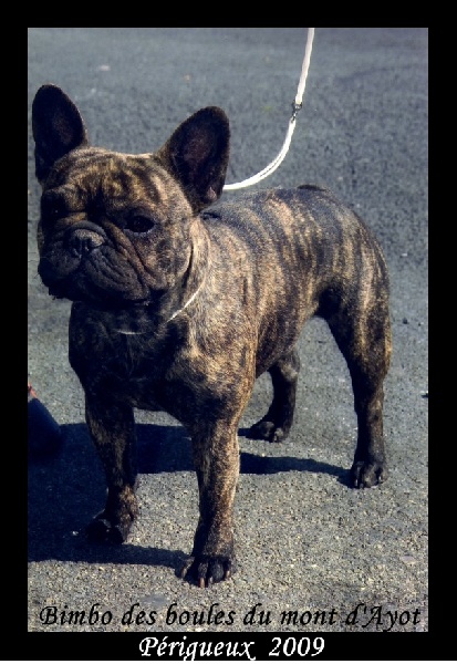 Bimbo Des boules du mont d'Ayot - RCACS