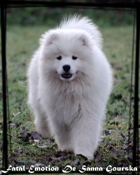 CH. Fatal emotion De sanna gourska