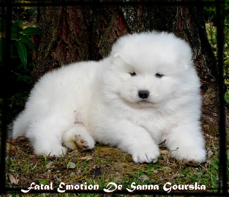 CH. Fatal emotion De sanna gourska