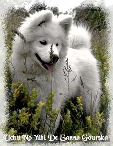 Uchu no yubi De sanna gourska