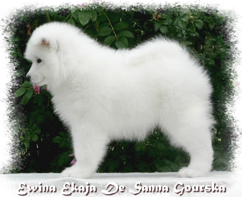 Ewina ekaja De sanna gourska