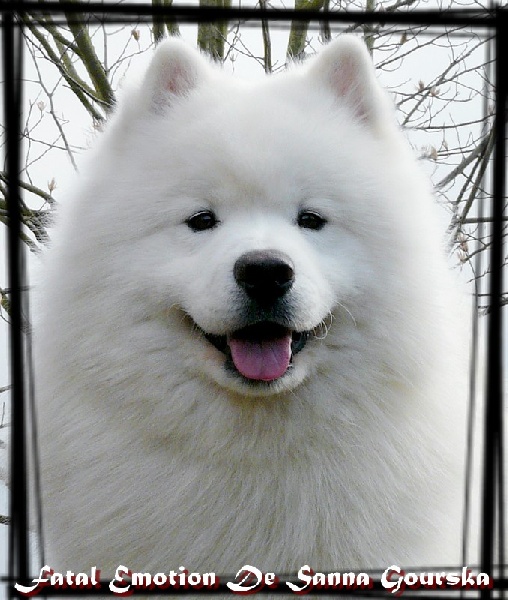 CH. Fatal emotion De sanna gourska