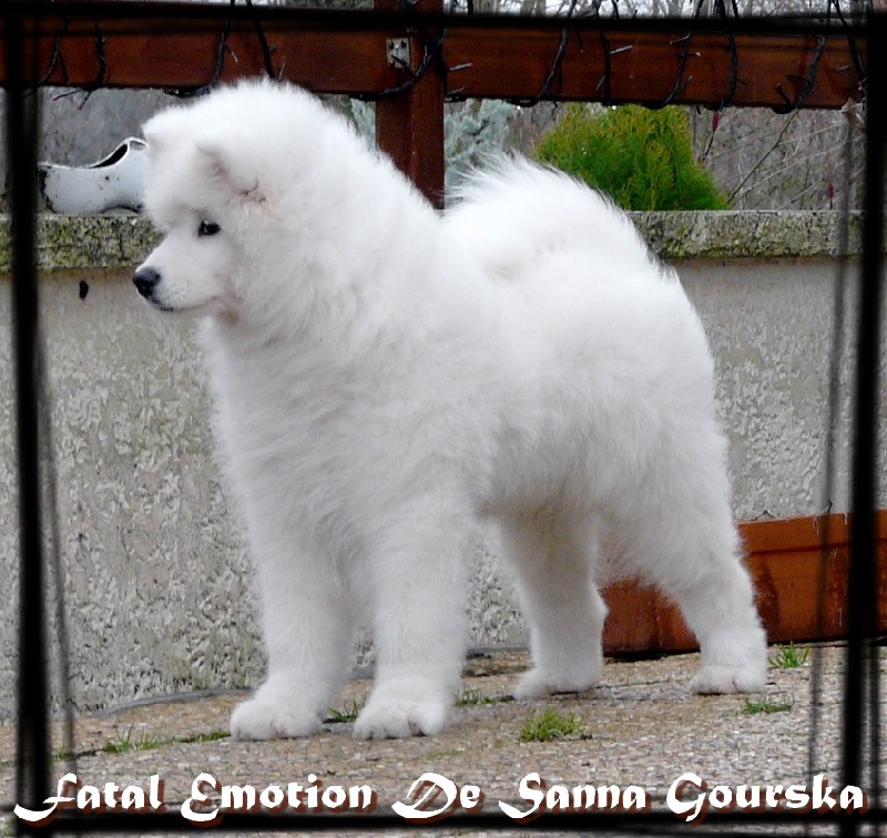 CH. Fatal emotion De sanna gourska