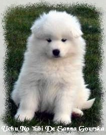 Uchu no yubi De sanna gourska