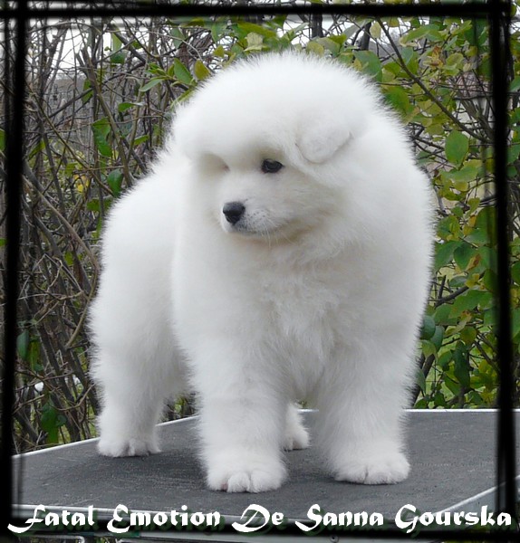 CH. Fatal emotion De sanna gourska