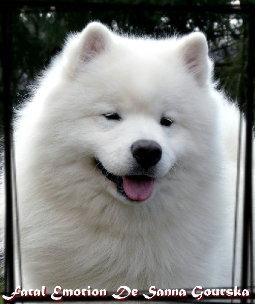 CH. Fatal emotion De sanna gourska